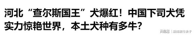王”爆火！身价飙升至10万美元狗主人被扒PG电子麻将胡了模拟器贵州下司犬“查理国(图17)