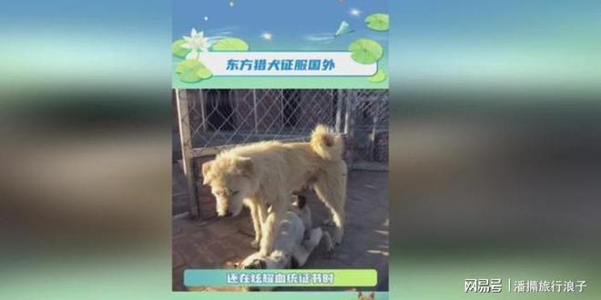 王”爆火！身价飙升至10万美元狗主人被扒PG电子麻将胡了模拟器贵州下司犬“查理国(图2)