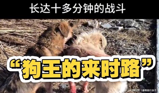 王”爆火！身价飙升至10万美元狗主人被扒PG电子麻将胡了模拟器贵州下司犬“查理国(图8)