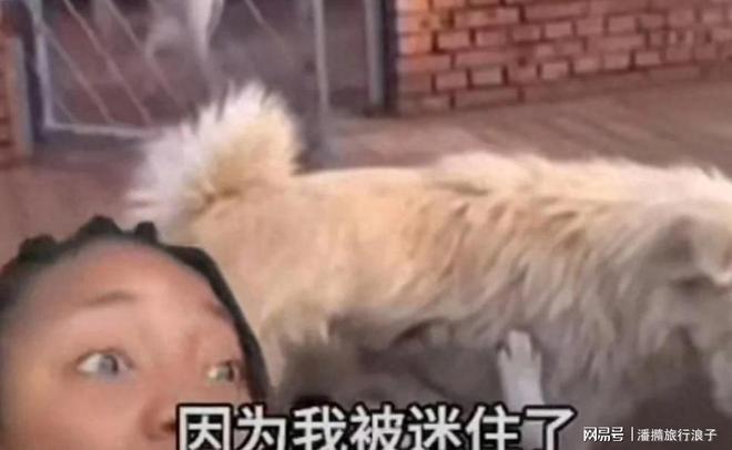 王”爆火！身价飙升至10万美元狗主人被扒PG电子麻将胡了模拟器贵州下司犬“查理国(图5)