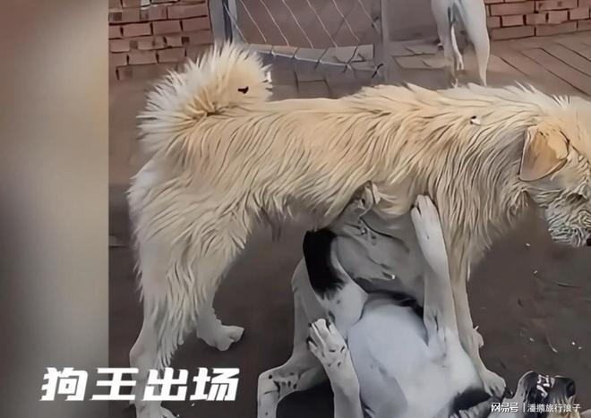 王”爆火！身价飙升至10万美元狗主人被扒PG电子麻将胡了模拟器贵州下司犬“查理国(图15)