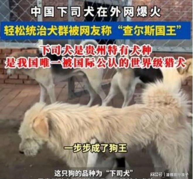 王”爆火！身价飙升至10万美元狗主人被扒PG电子麻将胡了模拟器贵州下司犬“查理国(图20)