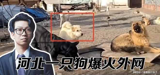 王”爆火！身价飙升至10万美元狗主人被扒PG电子麻将胡了模拟器贵州下司犬“查理国(图21)
