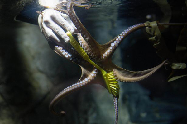 工清洁水箱遭章鱼夺走刷子（图）麻将胡了试